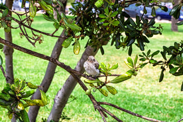Little sparrow sitting on a tree branch in a park