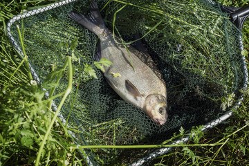 Big caught fish, bream in fisherman's nets in grass. Concept of successful fishing, luck, fortune,...