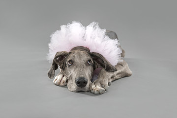Great Dane puppy in pink tutu