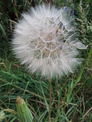 Obraz premium giant large dandelion