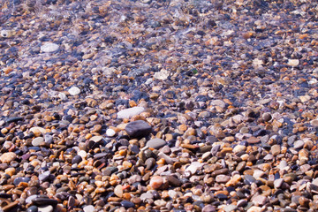 Sea shells, corals, pebble stones for background.