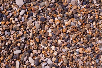 Sea shells, corals, pebble stones for background.