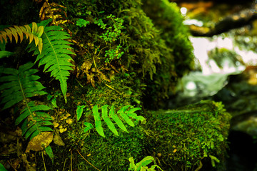 Stones covered with green moss and fern in forest of New Zealand