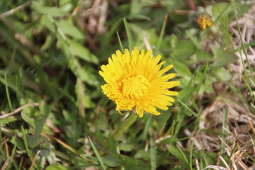 yellow daisy