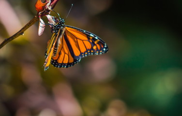 Close Up image of a Monarch Butterfly in a Garden