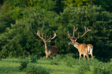 Naklejka na ściany i meble red deers in the forest