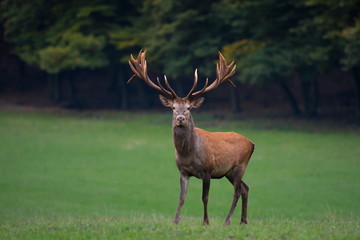 Red deer stag looks into camera