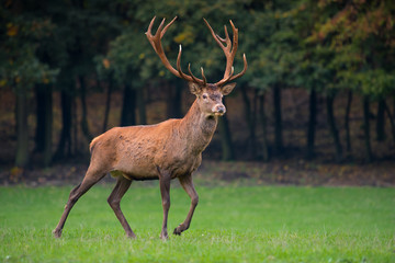 Naklejka na ściany i meble Red deer stag on a meadow