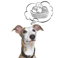 Adorable whippet dog thinking on easter eggs. White background