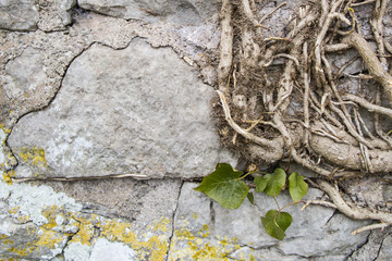 Climbing roots up wall (colour)