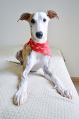 A whippet dog laid on the bed, with a red scarf around the neck