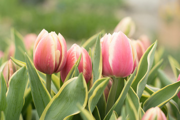 field of fresh subtle, delicate tulip flowers in keukenhof, Holland
