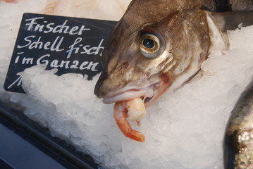 Fisch im Fisch Markt dekoration