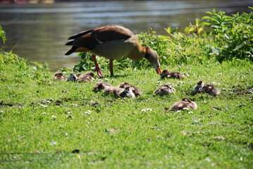 Nilgans mit Küken