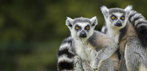 Nahaufnahme von zwei Lemuren 