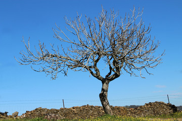 árbol