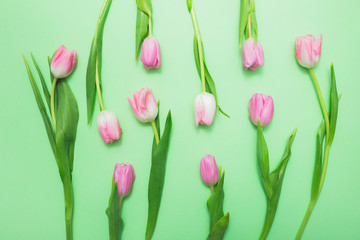 Top view of fresh pink tulips on light green background. Beautiful spring background for International Womens day, Mother's day, March 8, Valentines day