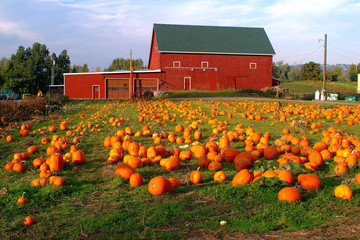 Pumpkins.