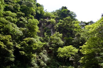 Akame 48 Waterfalls: Valley view of a mysterious scenery with giant trees & huge moss covered rock formations, untouched nature and lush green vegetation in rural Japan near Osaka