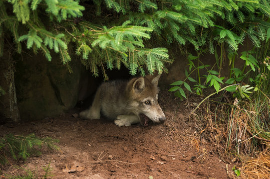 Grey Wolf Pup (Canis lupus) Mouth in Dirt