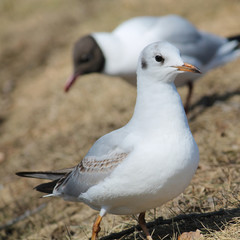 Black-headed gull (Chroicocephalus ridibundus) in first winter plumage