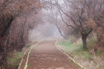 Path disappearing into the fog between autumn trees