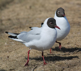 Two Black-headed gulls (Chroicocephalus ridibundus) in adult summer plumage