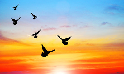 Silhouette birds and blurred sunset sky background on animals wildlife concept