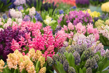 bunch of blooming hyacinth flowers bouquets in flower market, Netherlands