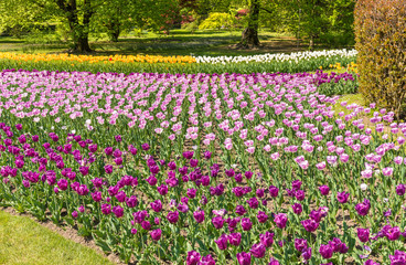 Botanical Gardens of Villa Taranto with colorful tulips in bloom, Pallanza, Verbania, Italy.