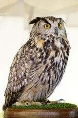 Big owl with orange eyes sitting