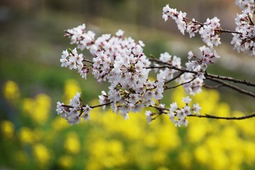 Cherry blossoms and rape blossoms in full bloom