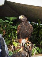 Harris Hawk in the grounds of a luxury Hotel in Funchal Madeira Portugal 