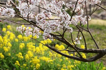 Cherry blossoms and rape blossoms in full bloom