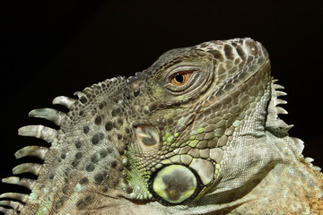 Grüner Leguan III