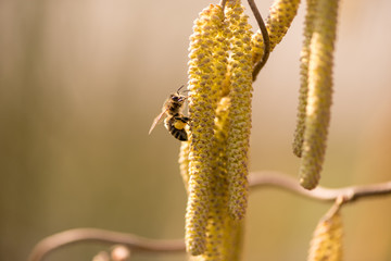 Corylus avellana - bee collecting honey on a hazelnut shrub in spring
