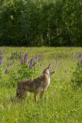 Coyote (Canis latrans) Barks Profile