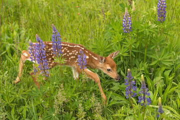 White-Tailed Deer Fawn (Odocoileus virginianus) Steps Carefully Through Lupin