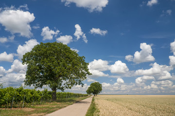 Fototapeta na wymiar Walnussbäume (Juglans regia) und Wolkenhimmel