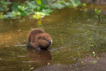 North American Beaver (Castor canadensis) Kit Looks Right From Water © geoffkuchera