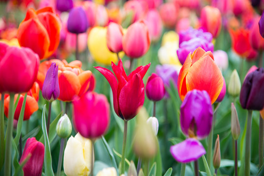 Blooming flowers in park. Netherlands, Europe.