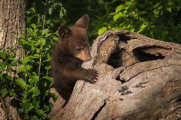 Black Bear Cub (Ursus americanus) Hugs Log