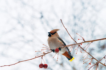 Beautiful waxwing sits on brunch of tree. Colorful migratory songbird sing on sky background.