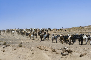 Fototapeta na wymiar flock of goats