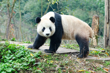 A single Giant Panda Look Back Pose, Chengdu, Szechuan, China. Face has slight motion blur.