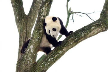 Obraz na płótnie Canvas Giant Panda Climbing a Tree, Szechuan, China. White Sky Background