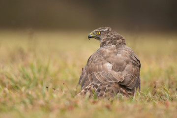 Northern goshawk (Accipiter gentilis)