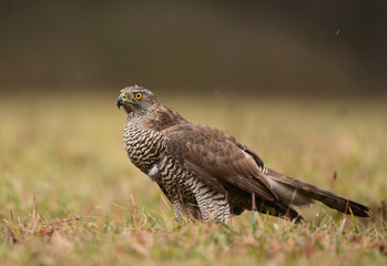 Northern goshawk (Accipiter gentilis)