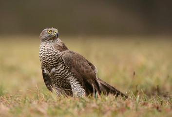 Northern goshawk (Accipiter gentilis)