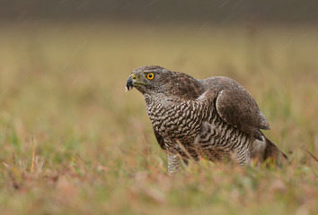 Northern goshawk (Accipiter gentilis)